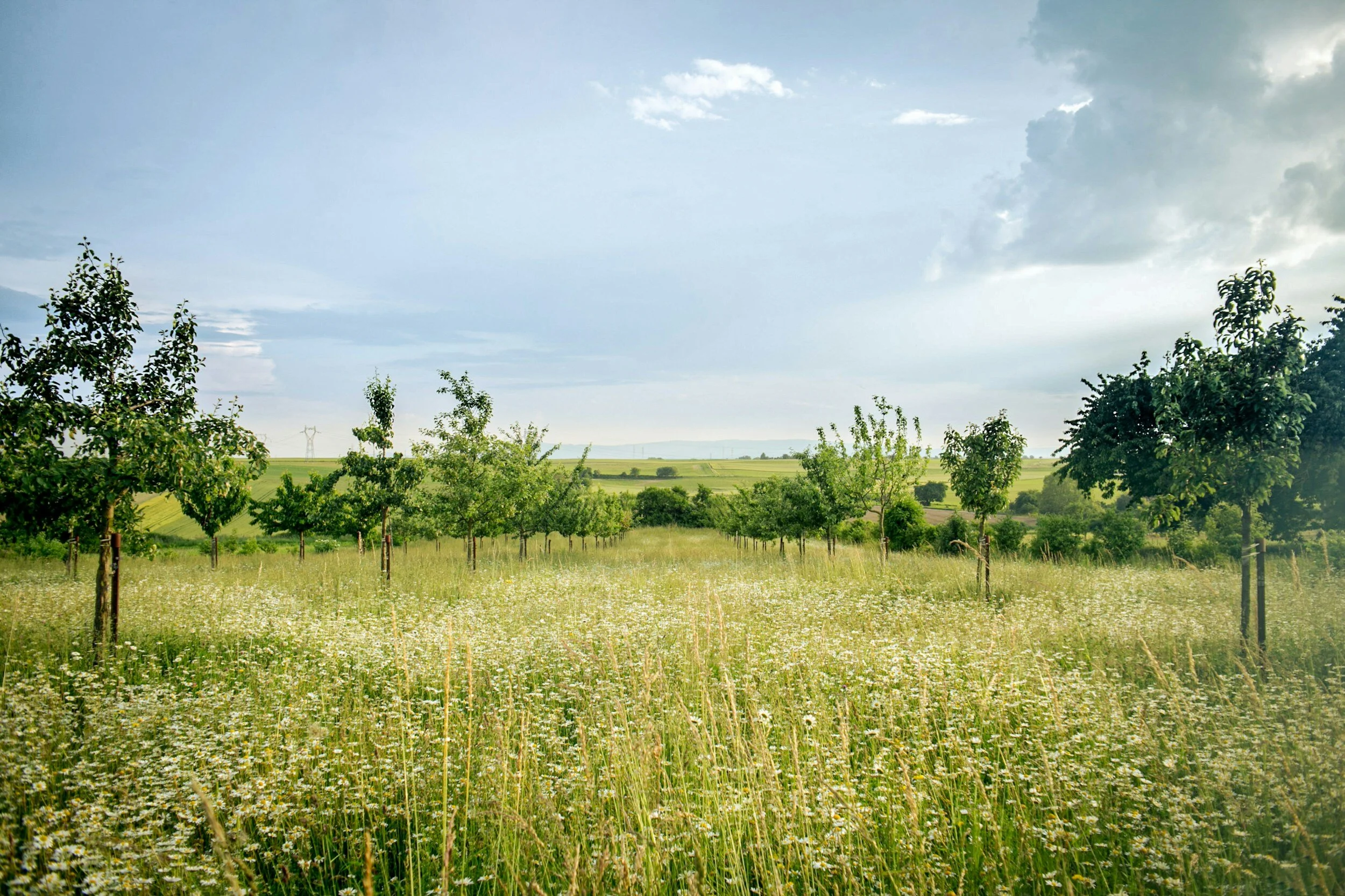 Terrain arboré ouvert sur le paysage